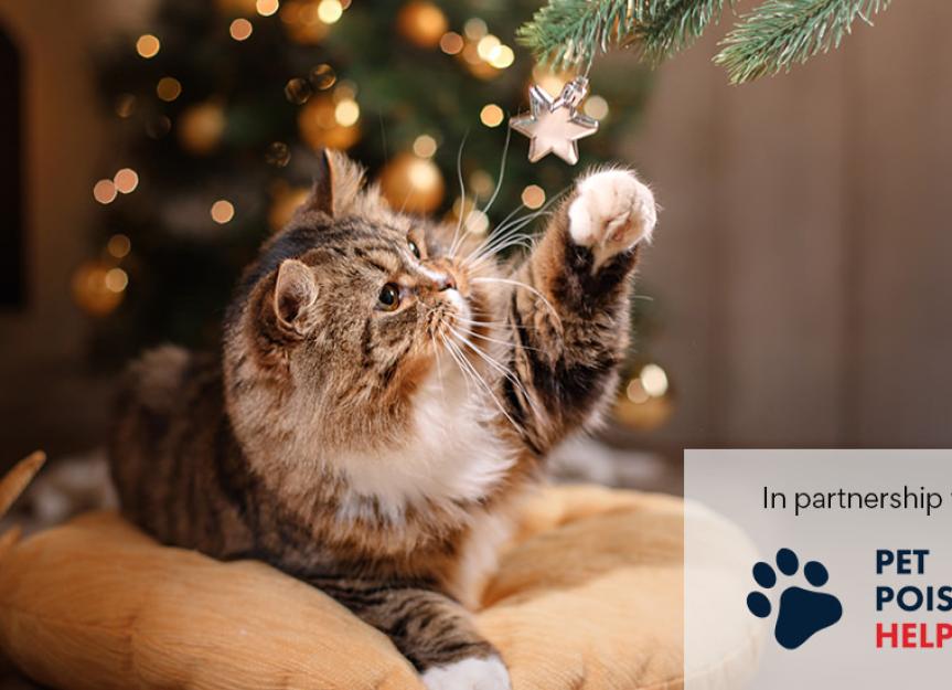 3 Alternatives to Cat Trees That Will Give Your Kitty a Lift