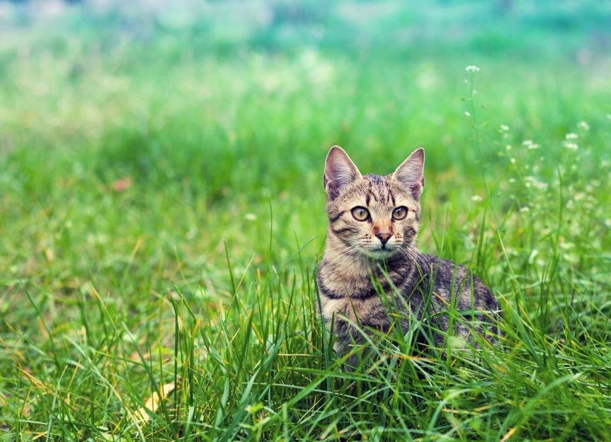 6 Cleaning Products That Can Harm Your Pets