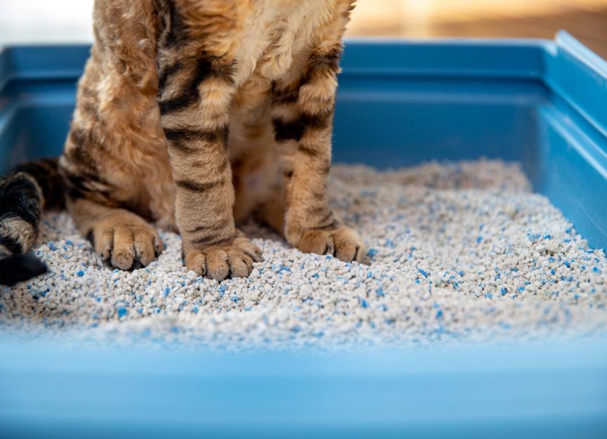 Why Do Cats Wiggle Before They Pounce?